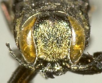 Media type: image;   Entomology 25970 Aspect: head frontal view